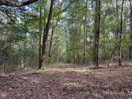 105 Acres Boston Rd : Gantt : Covington County : Alabama