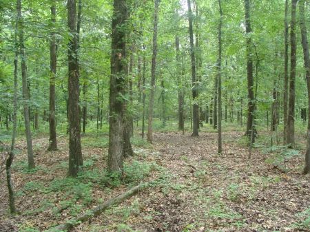 234 Acres On Peckerwood Lake : Stuttgart : Prairie County : Arkansas