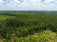 1090 Acres, Chita Cemetery Road : Trinity : Texas