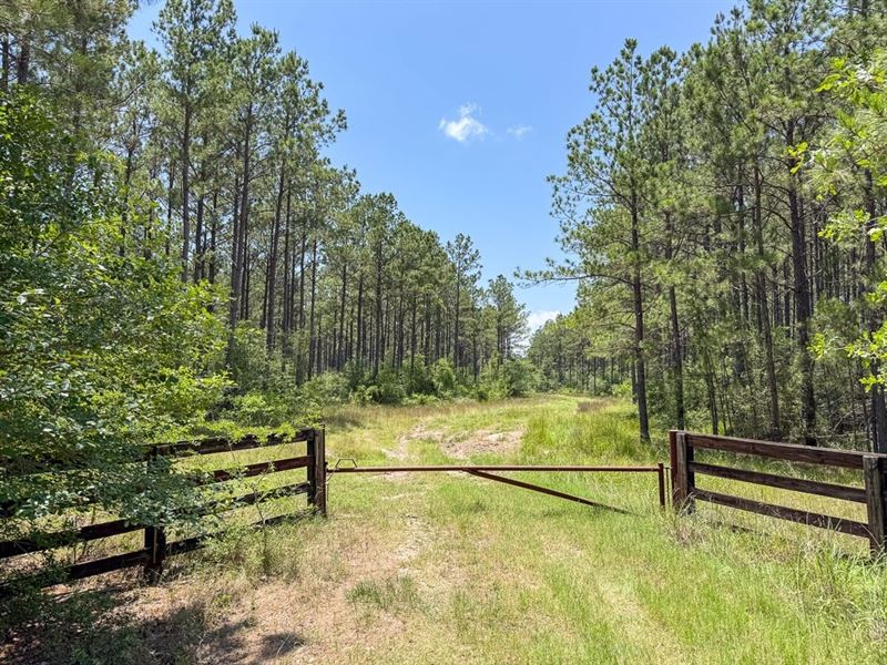 1090 Acres, Chita Cemetery Road : Trinity : Trinity County : Texas