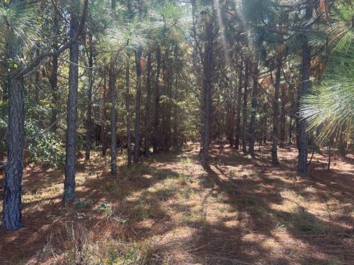 Tram Timber : Sylvania : Screven County : Georgia