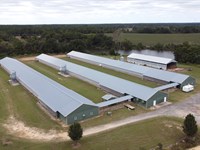 Three House Breeder Poultry Farm : Pitts : Wilcox County : Georgia