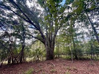 Shiver Farm : Troy : Pike County : Alabama