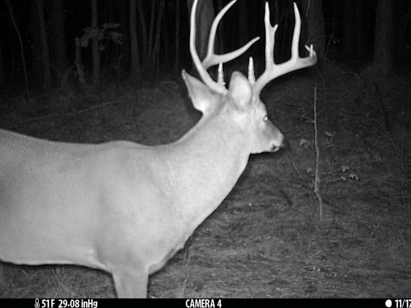 Bankhead National Forest 78 : Moulton : Lawrence County : Alabama