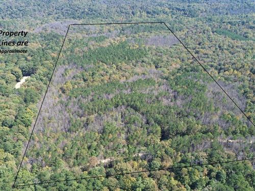 Bankhead National Forest 78 : Moulton : Lawrence County : Alabama