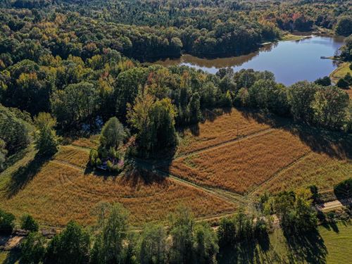 Carroll County 80 Acres, Hardwoods : Coila : Carroll County : Mississippi