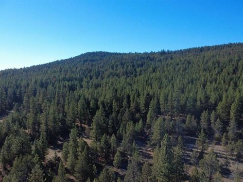 914 Acres of Recreation and Timber : Dorris : Modoc County : California