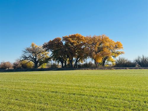 Centerfire Farm : Las Nutrias : Socorro County : New Mexico