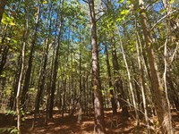 20 Wooded Acres, On Sand Mountain : Sand Rock : Cherokee County : Alabama