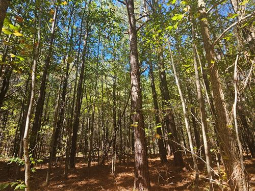 20 Wooded Acres, On Sand Mountain : Sand Rock : Cherokee County : Alabama