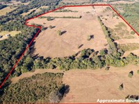 Prime Land Opportunity 140 Acres : Mount Pleasant : Titus County : Texas