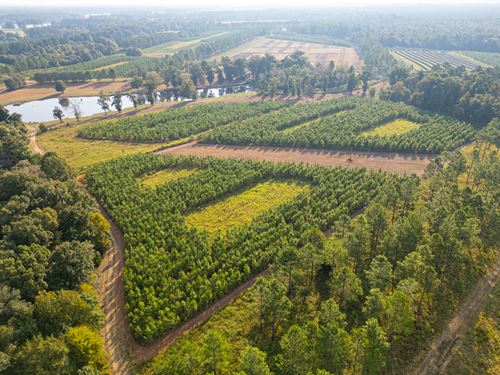 Bird Dawg Farms : Warwick : Worth County : Georgia