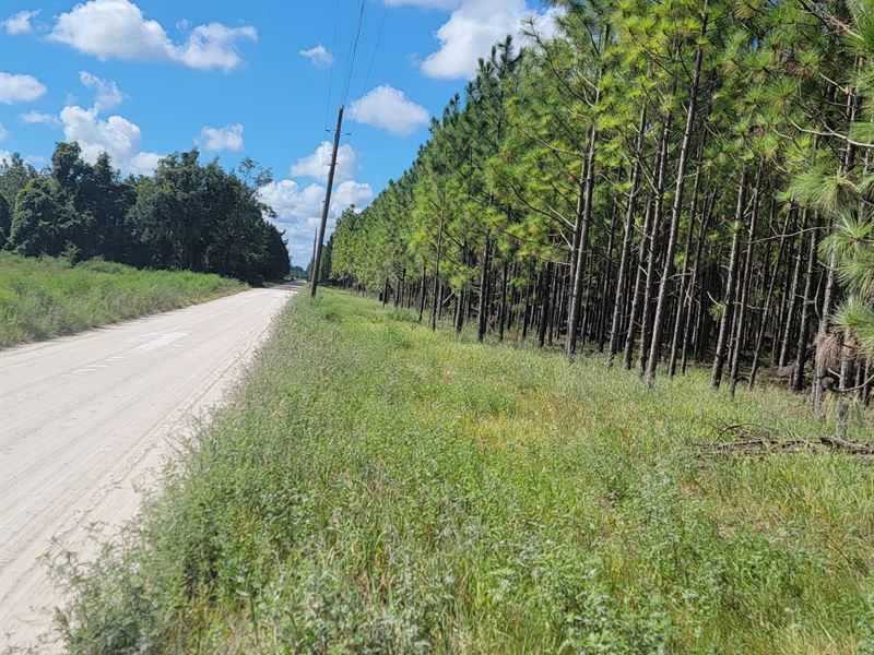 Timberland Near The Suwannee River : Dowling Park : Suwannee County : Florida