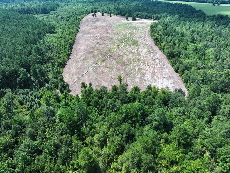 Large Timber and Hunting Tract : Lumberton : Robeson County : North Carolina