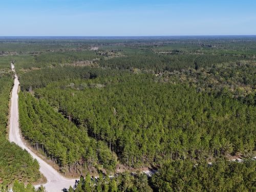 Pine Haven Plantation, 197 Acres : Folkston : Charlton County : Georgia