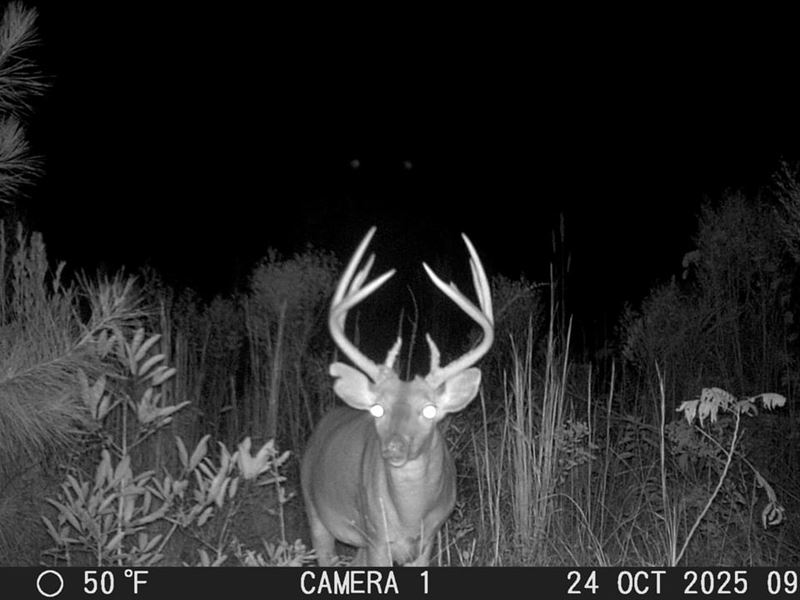 10-058 Coach's Hideaway : Georgiana : Butler County : Alabama