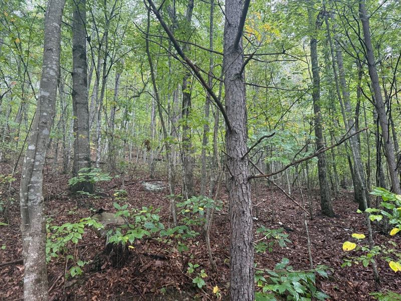 148 Acres Unrestricted Hunting Tr : Palmer : Grundy County : Tennessee