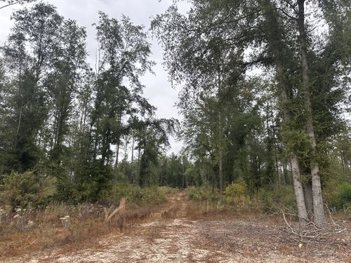 Burn Branch Tract, 135 Acres : Andalusia : Covington County : Alabama