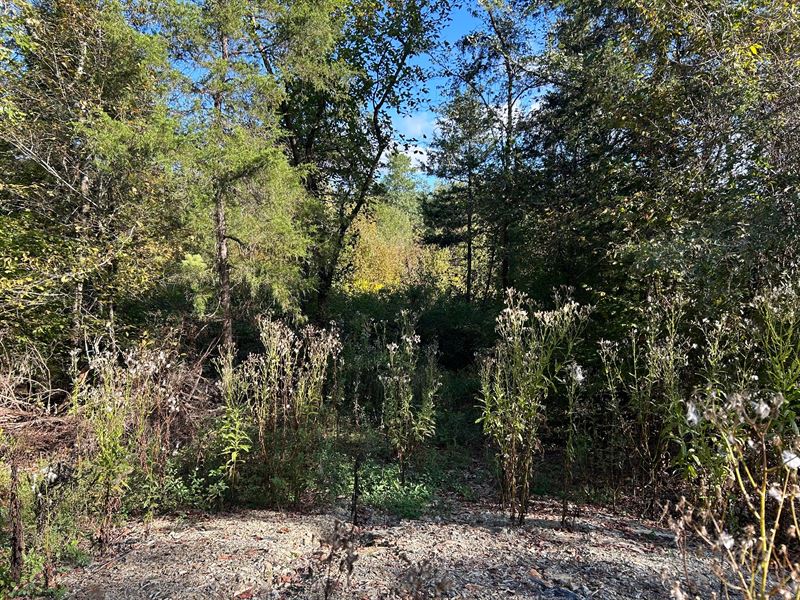 10 Acres in Polk County, AR : Mena : Polk County : Arkansas