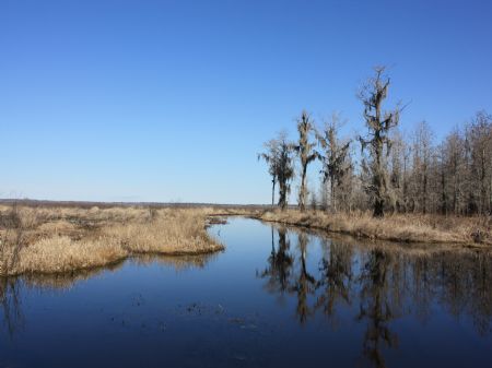 Bank Owned - 517 Ac Lake Miccosukee : Miccosukee : Jefferson County : Florida