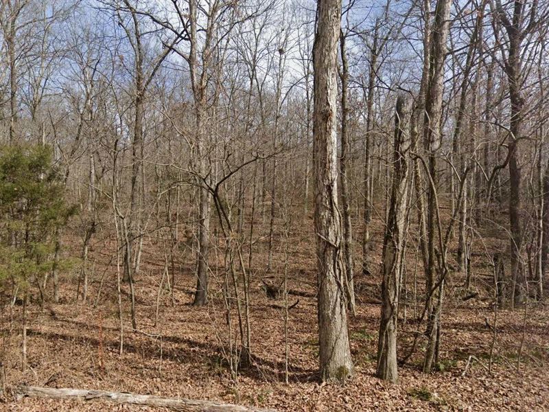 5 Acres Build, Farm, or Hunt : Huntsville : Madison County : Arkansas