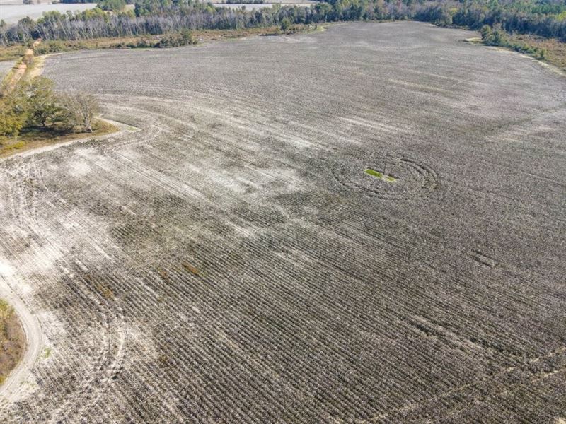 Bowen Hill Farm : Garfield : Bulloch County : Georgia