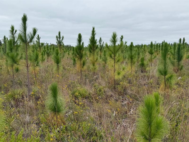 202 Acres in Northwest Florida : East Youngstown : Bay County : Florida