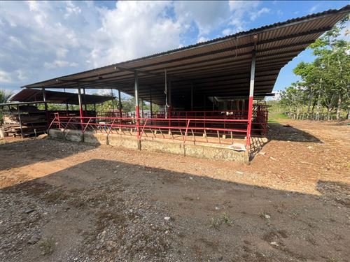 Turnkey Dairy & Cattle Farm in Kati : Guatuso : Costa Rica