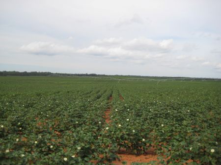 Prime Irrigated Farmland : Americus : Sumter County : Georgia