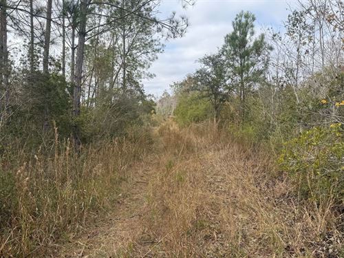 40 Acres in Taylor County FL : Perry : Taylor County : Florida