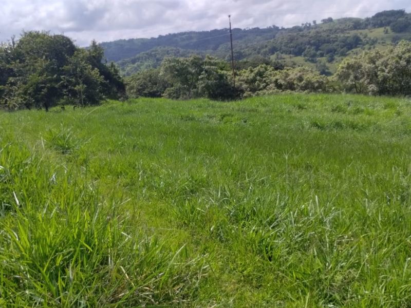 Cattle Farm with Financing in Pozo : Guanacaste : Costa Rica