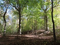 Little Dude Tract : Kershaw : Lancaster County : South Carolina