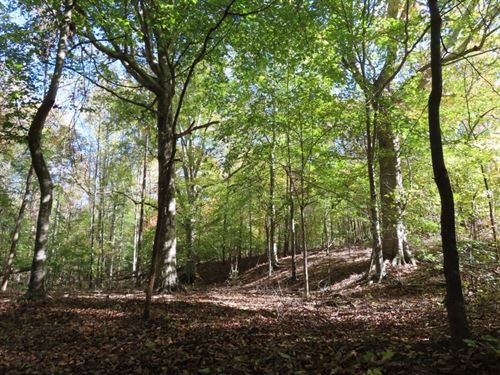 Little Dude Tract : Kershaw : Lancaster County : South Carolina