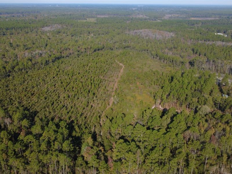 Tatum Creek Reserve : Homerville : Clinch County : Georgia