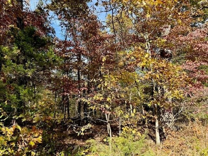 10 Acres, Off Grid, Close to Bull : Gainesville : Ozark County : Missouri