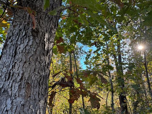 12.30 Acre Mini Farm in Camp Hill : Camp Hill : Tallapoosa County : Alabama