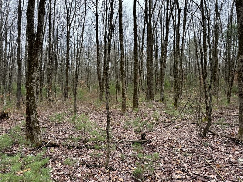 Oneida Lake Getaway Building Lot : Vienna : Oneida County : New York