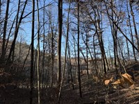 35.6 Acres in Ellijay, GA : Ellijay : Gilmer County : Georgia