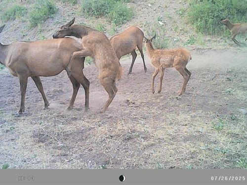 Bugle Canyon Ranch : Rifle : Garfield County : Colorado