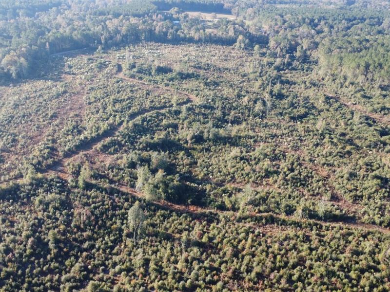 49 Acres Walthall County, MS : Tylertown : Walthall County : Mississippi