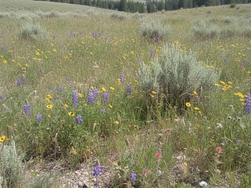 Investor Deal 153 Acres in MT : Bridger : Carbon County : Montana