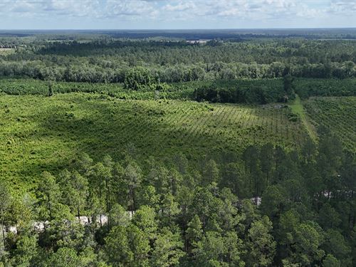 Little Satilla Headwaters Retreat : Odum : Wayne County : Georgia