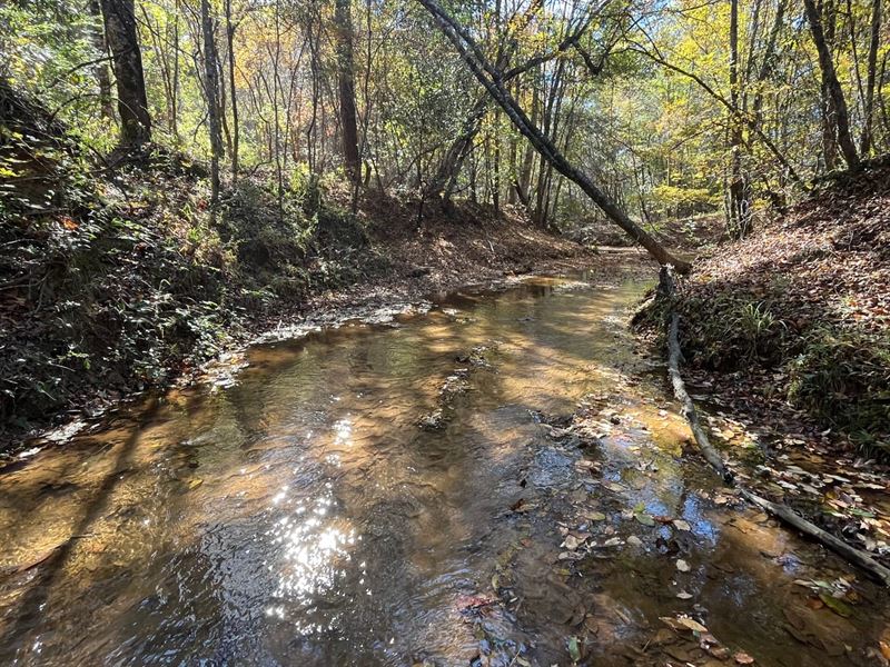 40 Acres Henry Co Rd 46 : Shorterville : Henry County : Alabama