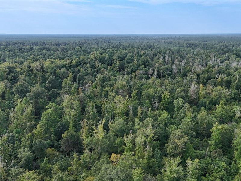 242 Acres in Hamburg, Arkansas : Hamburg : Ashley County : Arkansas