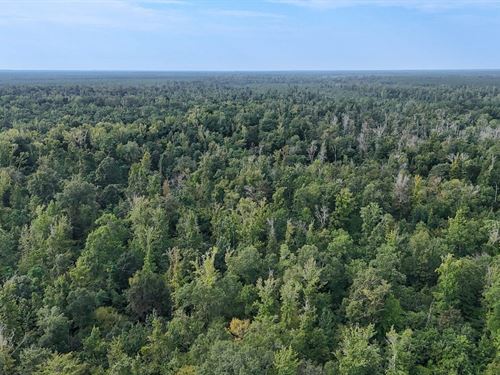 242 Acres in Hamburg, Arkansas : Hamburg : Ashley County : Arkansas