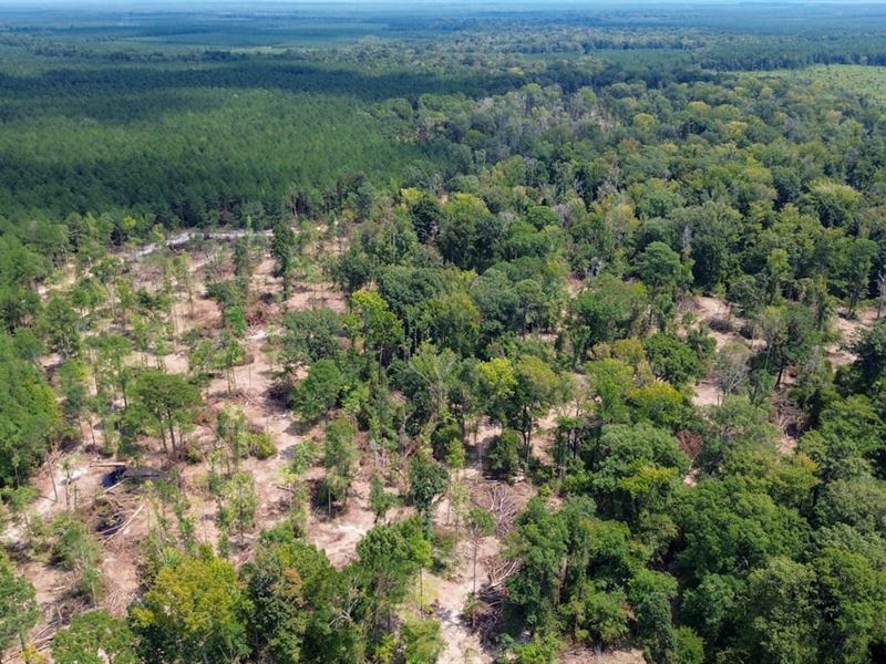 Hines Hollow : Selmer : McNairy County : Tennessee