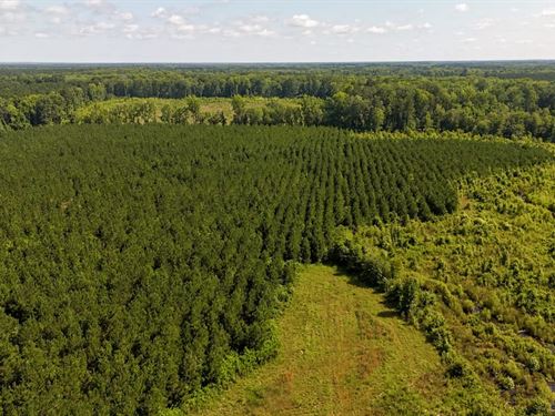 Palmetto Sands : Branchville : Orangeburg County : South Carolina