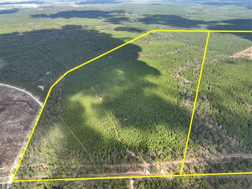 222 Acres, FM 247, T-3, Walker : Huntsville : Walker County : Texas