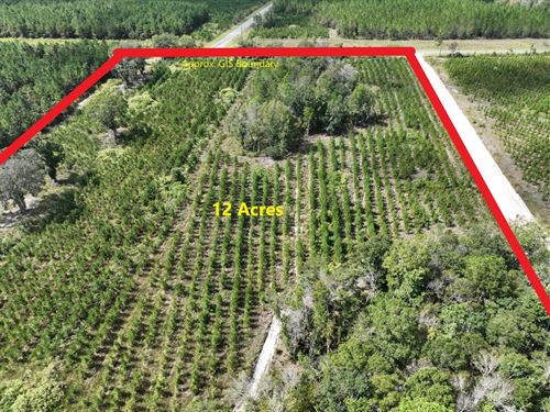 12 Acres on Jamestown Rd : Waycross : Ware County : Georgia