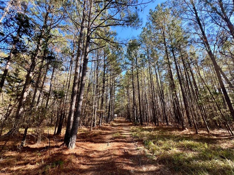 St Marys Rd Hunting & Timber : Crawfordville : Taliaferro County : Georgia